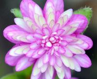 Hepatica japonica Harumonogatari