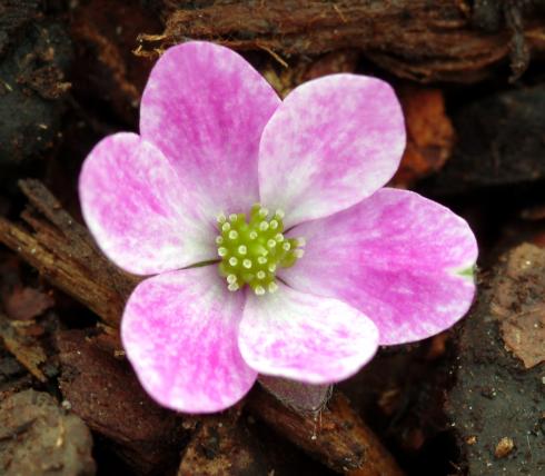 Mid pink and white flowers