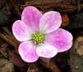Mid pink and white flowers
