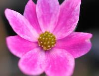 Hepatica japonica Isari bi