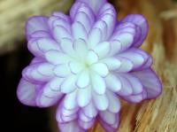 Hepatica japonica Miyuki