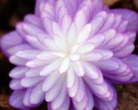 Hepatica japonica Miyuki