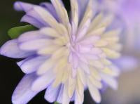 Hepatica japonica Murasaki-Shikibu