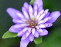 Hepatica japonica Murasaki-Shikibu