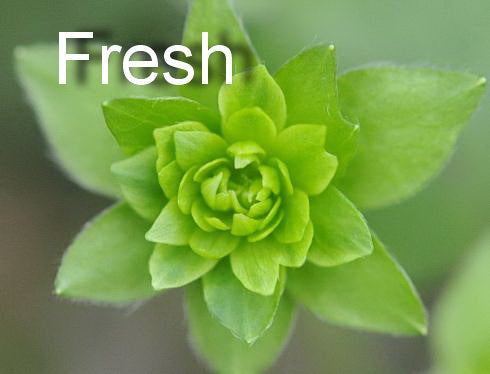 Fully double green flowers