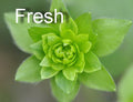 Fully double green flowers