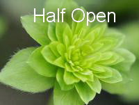 Hepatica japonica Ryoku un