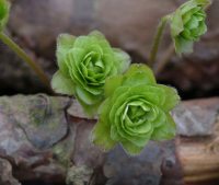 Hepatica japonica Ryoku un