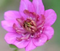 Hepatica japonica Satsuma