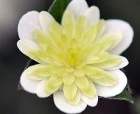Hepatica japonica Sui en