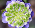 Double purple flowers with green inner petals