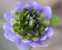 Hepatica japonica Syunryuu