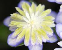 Hepatica japonica Ten sei