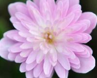 Hepatica japonica Toki
