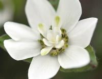 Hepatica japonica Tayamachiyoiwai