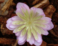 Pale pink double flowers with a greenish centre