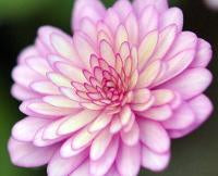 Hepatica japonica Yu zuru