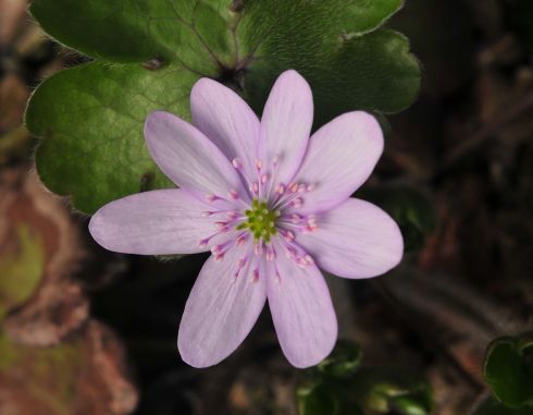 Good sized pink flowers in spring