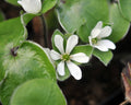 Hepatica maxima