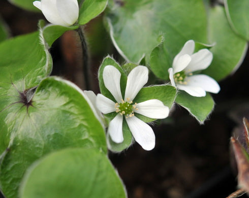 Hepatica maxima