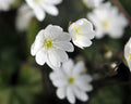 Hepatica nobilis Silverwells White
