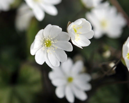 Hepatica nobilis Silverwells White