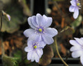 Hepatica x media Buis