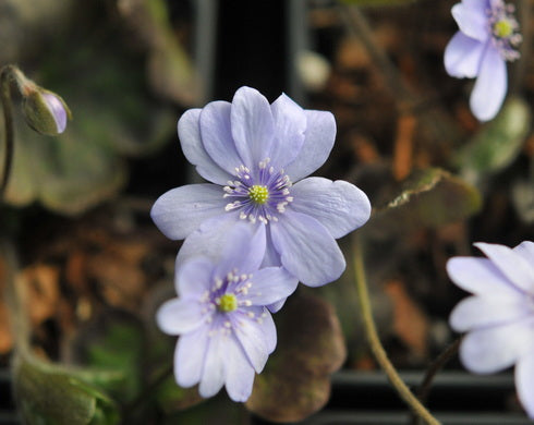 Hepatica x media Buis