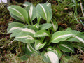 Small leaves with variable white variegation