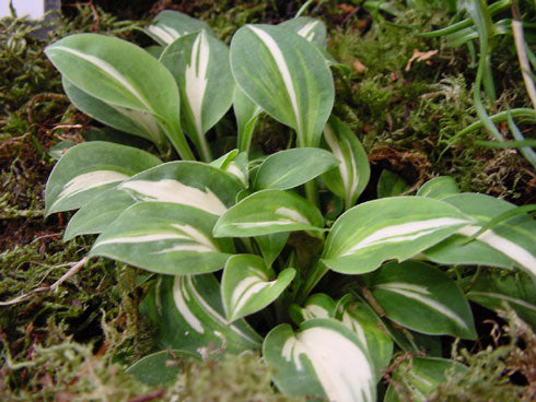 Small leaves with variable white variegation