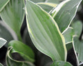 Hosta Cookie Crumbs