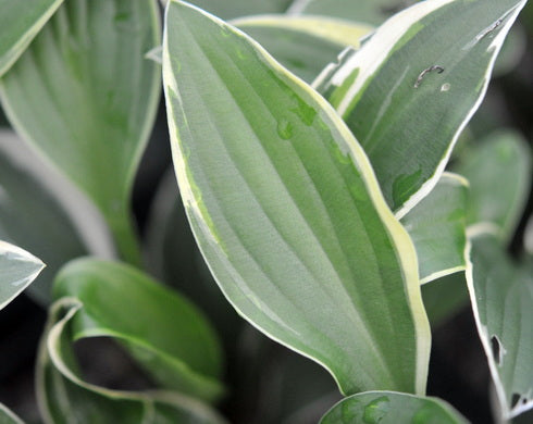 Hosta Cookie Crumbs