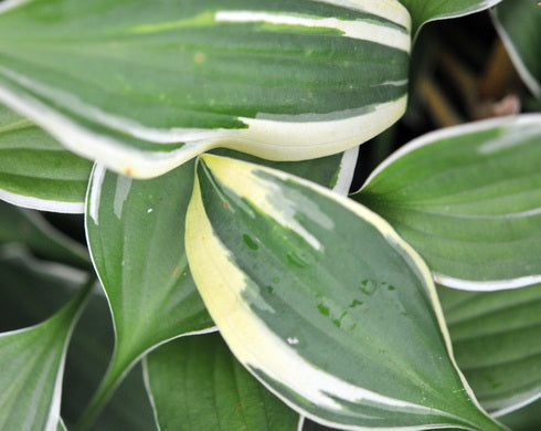 Hosta Cotillion