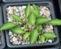 Hosta Tiny Tears