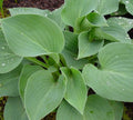 Almost rounded bluish green foliage