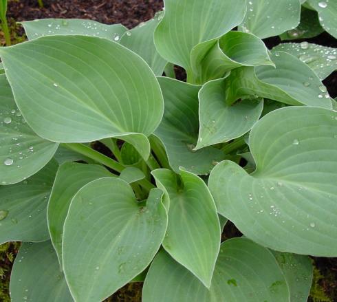 Almost rounded bluish green foliage
