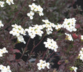 Glistening white flowers over deep green foliage