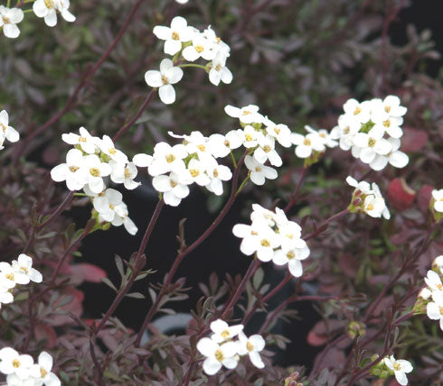 Glistening white flowers over deep green foliage