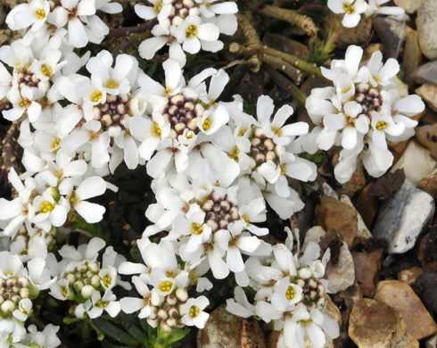 Iberis pruitii candoleana