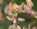 Lilium R O Backhouse hybrids