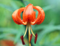 Big burnt orange flowers with deeper coloured spotting