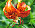 Big orange flowers with brown spots