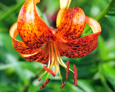 Big orange flowers with brown spots