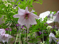 White bell like flowers with a fine pink hint