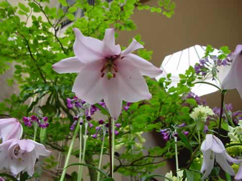 White bell like flowers with a fine pink hint