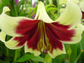 Lilium nepalense