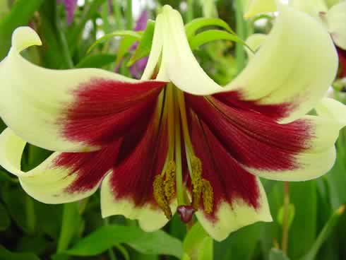 Lilium nepalense