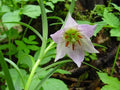 Lilium oxypetalum insigne