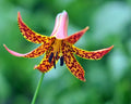 Lilium canadense