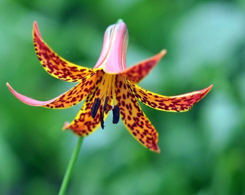 Lilium canadense